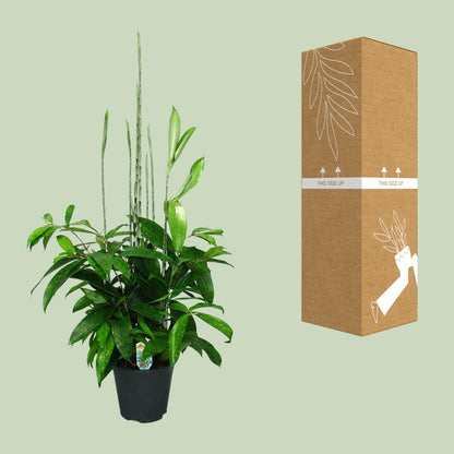 Dracaena Surculosa – Pflegeleichter Drachenbaum Ø17cm