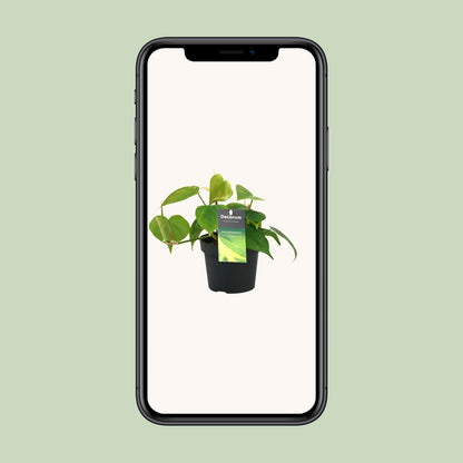 Herzblatt-Philodendron – pflegeleichte Kletterpflanze Ø12cm