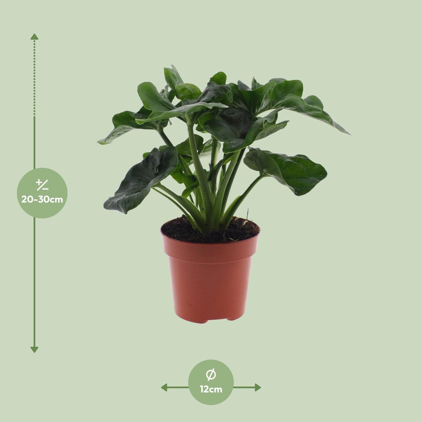 Philodendron Atom – Kompakte, pflegeleichte Zimmerpflanze Ø12cm
