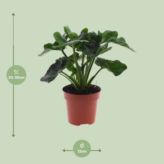 Philodendron Atom – Kompakte, pflegeleichte Zimmerpflanze Ø12cm