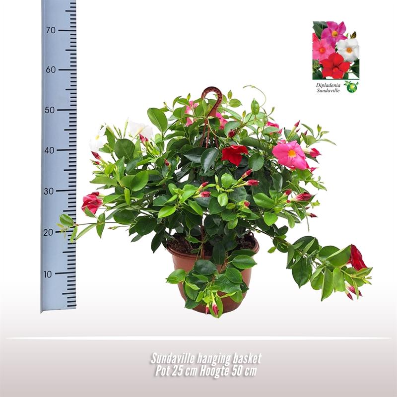Sundaville Hängekorb Tricolor Ø25cm – Mandevilla mit prächtigen Blüten