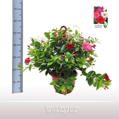 Sundaville Hängekorb Tricolor Ø25cm – Mandevilla mit prächtigen Blüten