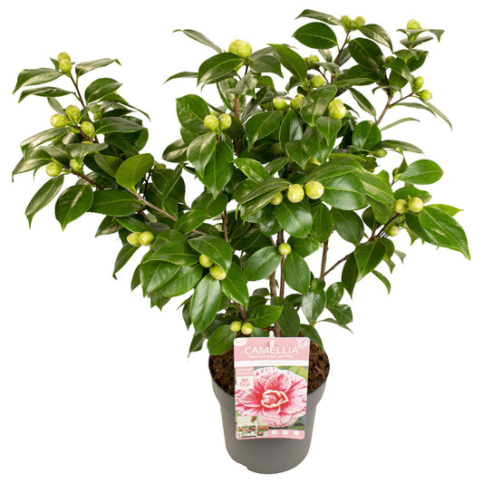 Kamelie 'Bonomiana' – Winterblüher für Garten & Balkon