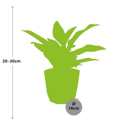 Aglaonema Crete in ELHO b.for rock 14 cm warm grey – Pflegeleichte Luftreiniger-Pflanze