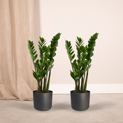 2x Zamioculcas Zamiifolia – Smaragdpalme, 50 cm, ø14 cm
