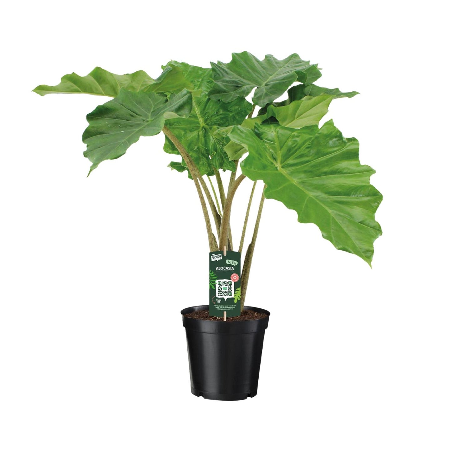 Alocasia Portodora Ø21cm, ca. 90cm hoch – Pflegeleicht & Designstark