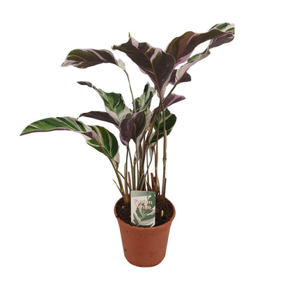 Calathea Fusion White Basic – Pflegeleichte Zimmerpflanze Ø14cm