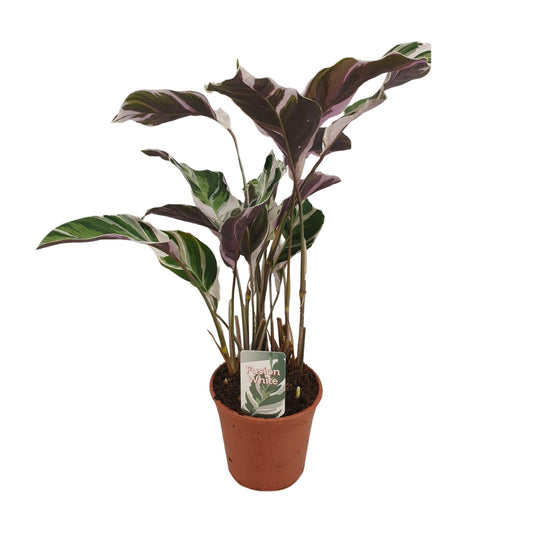 Calathea Fusion White Basic – Pflegeleichte Zimmerpflanze Ø14cm