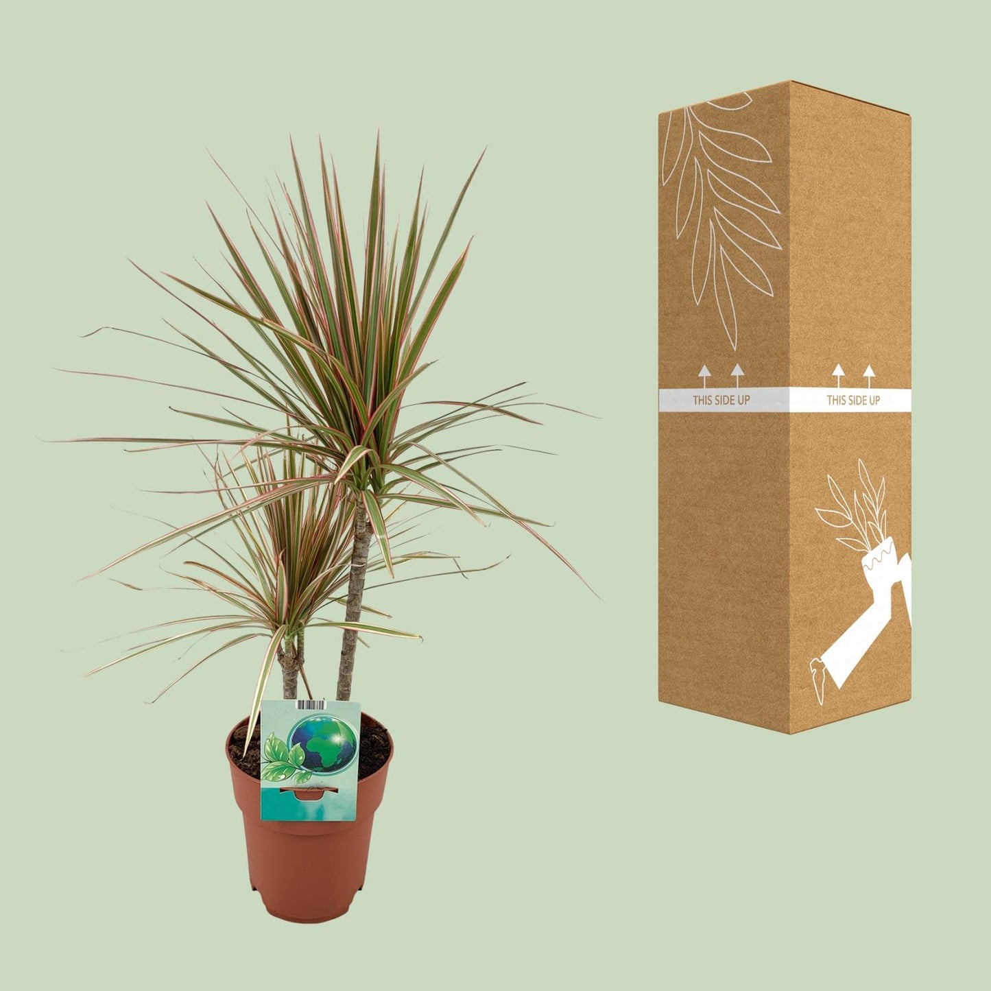 Dracaena Marginata Bicolor – Pflegeleichter Drachenbaum Ø19cm