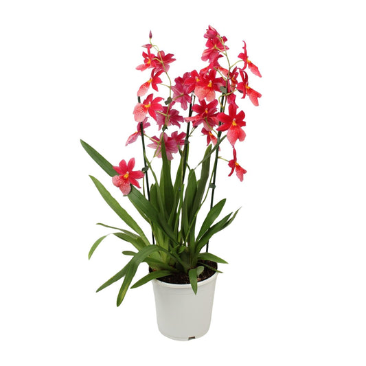 Orchidee Cambria Nelly Isler – Ø19cm, 70cm hoch
