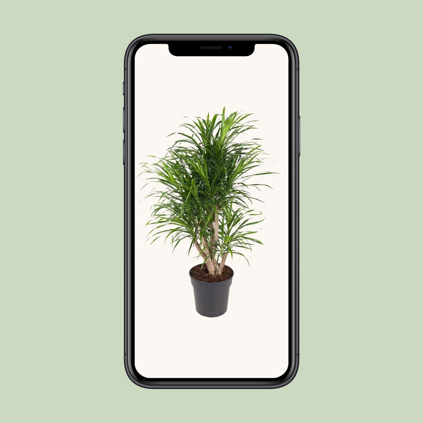 Dracaena Anita – Pflegeleichter Drachenbaum Ø24cm, 100cm hoch
