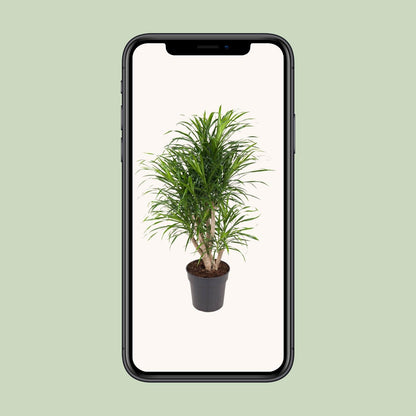Dracaena Anita – Pflegeleichter Drachenbaum Ø24cm, 100cm hoch