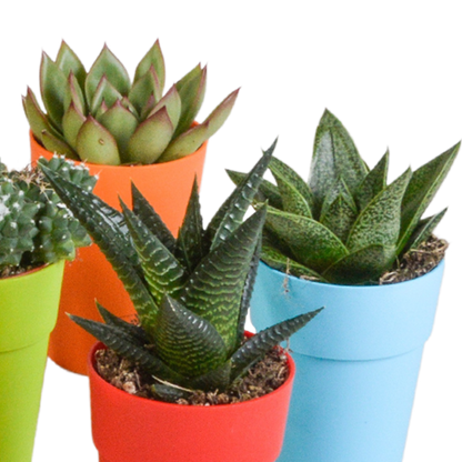 Bunte Kakteen- und Sukkulenten-Mischung 15er Set 5,5 cm