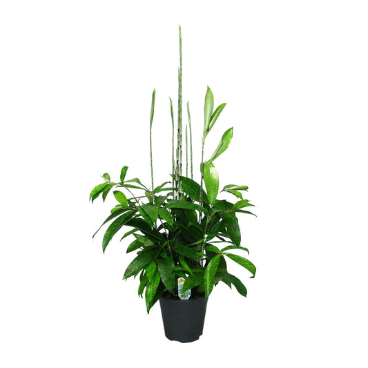 Dracaena Surculosa – Pflegeleichter Drachenbaum Ø17cm