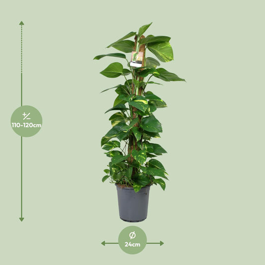 Scindapsus Epipremnum – Pflegeleichte Zimmerpflanze Ø24cm