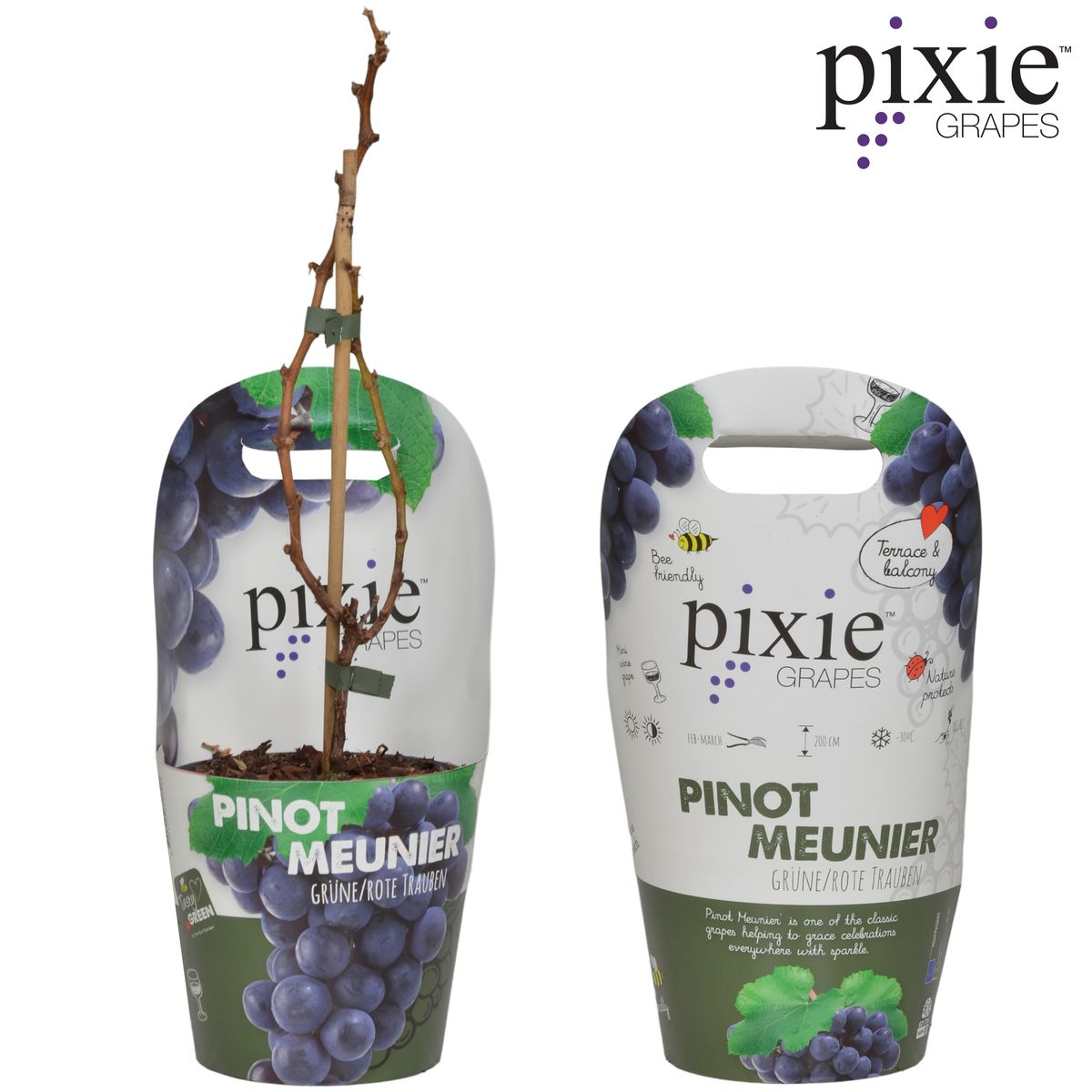 Vitis Pixie Pinot Noir – Zwergtraube im 21cm Topf