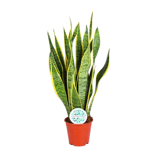 Sansevieria Trifasciata Laurentii – Pflegeleichte Trendpflanze Ø14cm