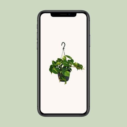 Philodendron Scandens Brasil – Pflegeleichte Zimmerpflanze Ø15cm