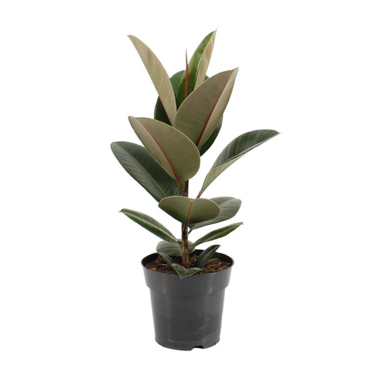 Gummibaum Robusta Ø17cm – Pflegeleichte Zimmerpflanze