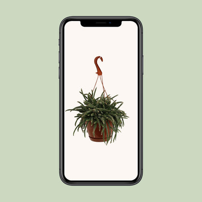Rhipsalis Baccifera Horrida – Pflegeleichte Trendpflanze Ø17cm