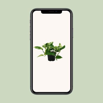 Epipremnum Marble Queen – Pflegeleichte Zimmerpflanze Ø12cm