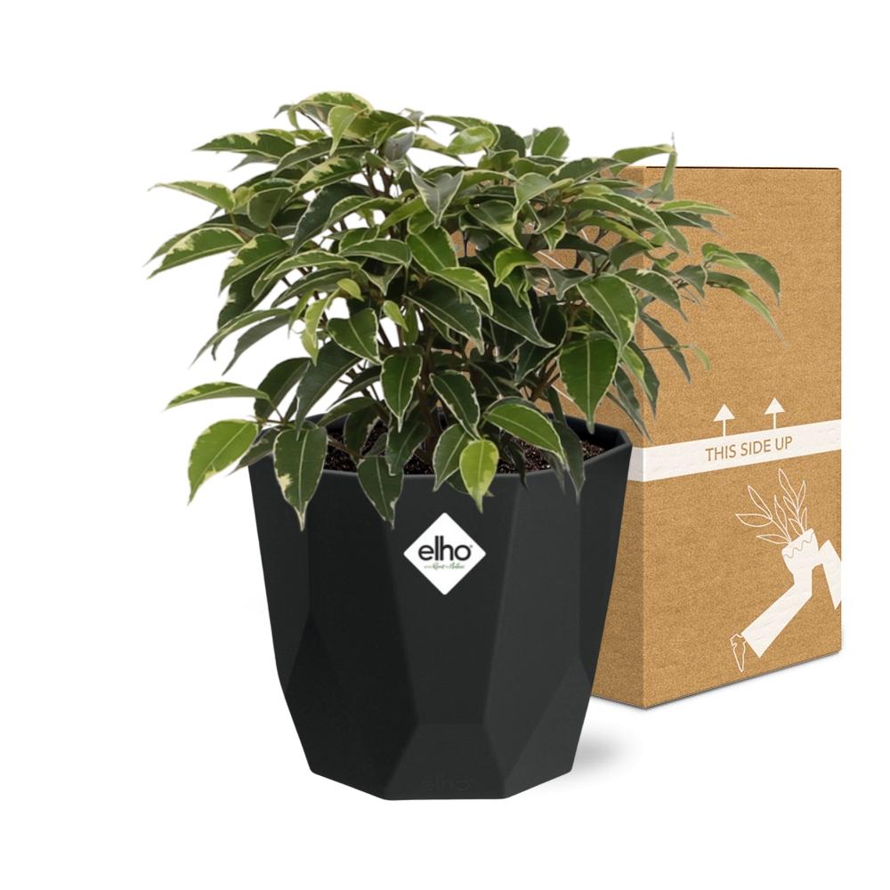 Ficus Benjamina Kinky – Pflegeleichte luftreinigende Zimmerpflanze