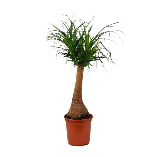Beaucarnea recurvata – Elefantenfuß-Pflanze Ø21cm, 65cm hoch