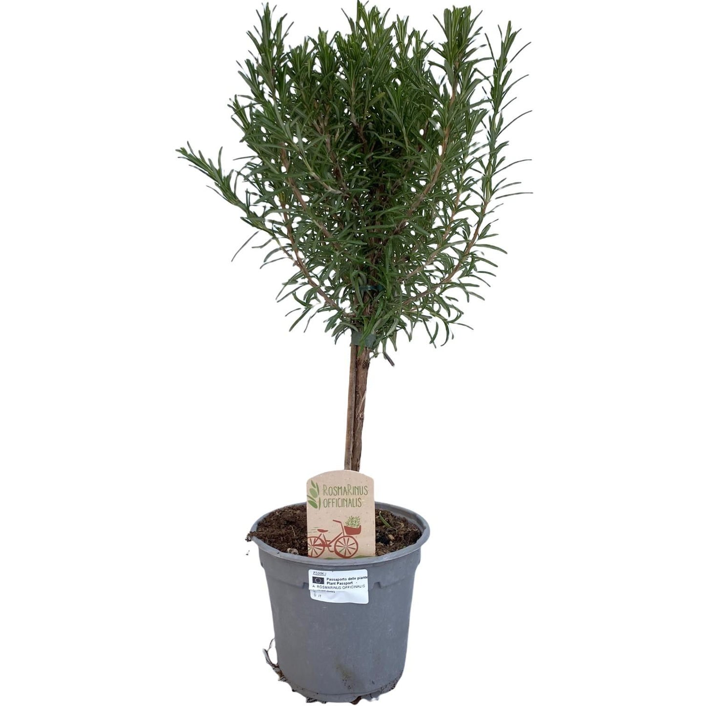 Rosmarinus Officinalis 'OP STAM' – Duftender Rosmarinstamm Ø14cm