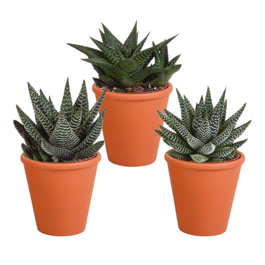 Gasteria & Haworthia Sukkulenten-Mix im Terrakotta-Topf