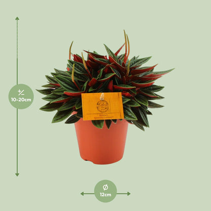 Peperomia Caperata Rosso – Pflegeleichte Zimmerpflanze Ø12cm