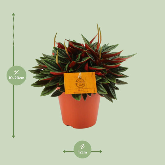 Peperomia Caperata Rosso – Pflegeleichte Zimmerpflanze Ø12cm