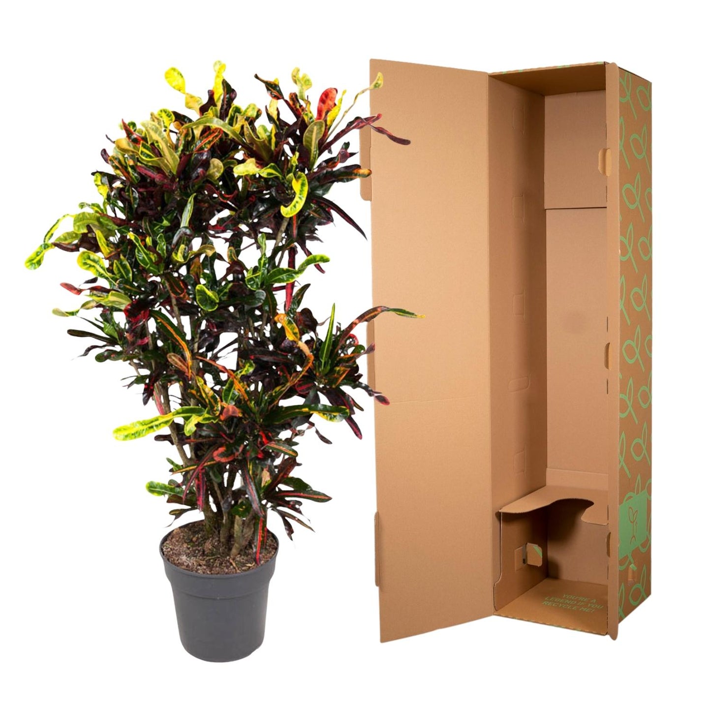 Codiaeum Mammi vertakt – Bunte, pflegeleichte Zimmerpflanze 120 cm