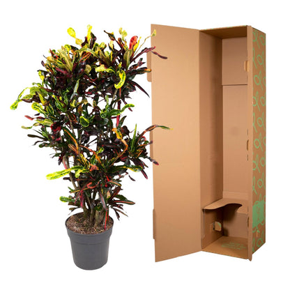 Codiaeum Mammi vertakt – Bunte, pflegeleichte Zimmerpflanze 120 cm