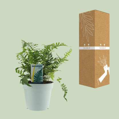 Polypodium Vulgare – Pflegeleichter Farn Ø17cm