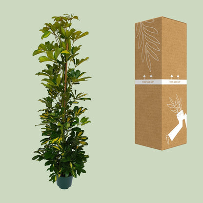 Schefflera Arboricola Gerda – Pflegeleichte Zimmerpflanze Ø20cm
