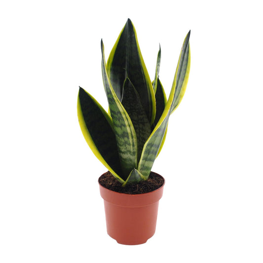 Sansevieria Futura Superba – Pflegeleichte Zimmerpflanze Ø12cm