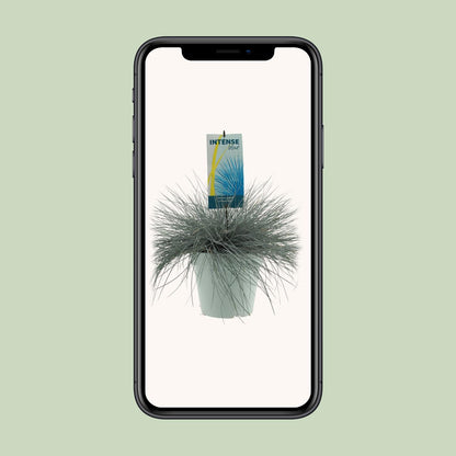 Festuca Glauca Intense Blue – Pflegeleichtes blaugrünes Ziergras Ø23cm