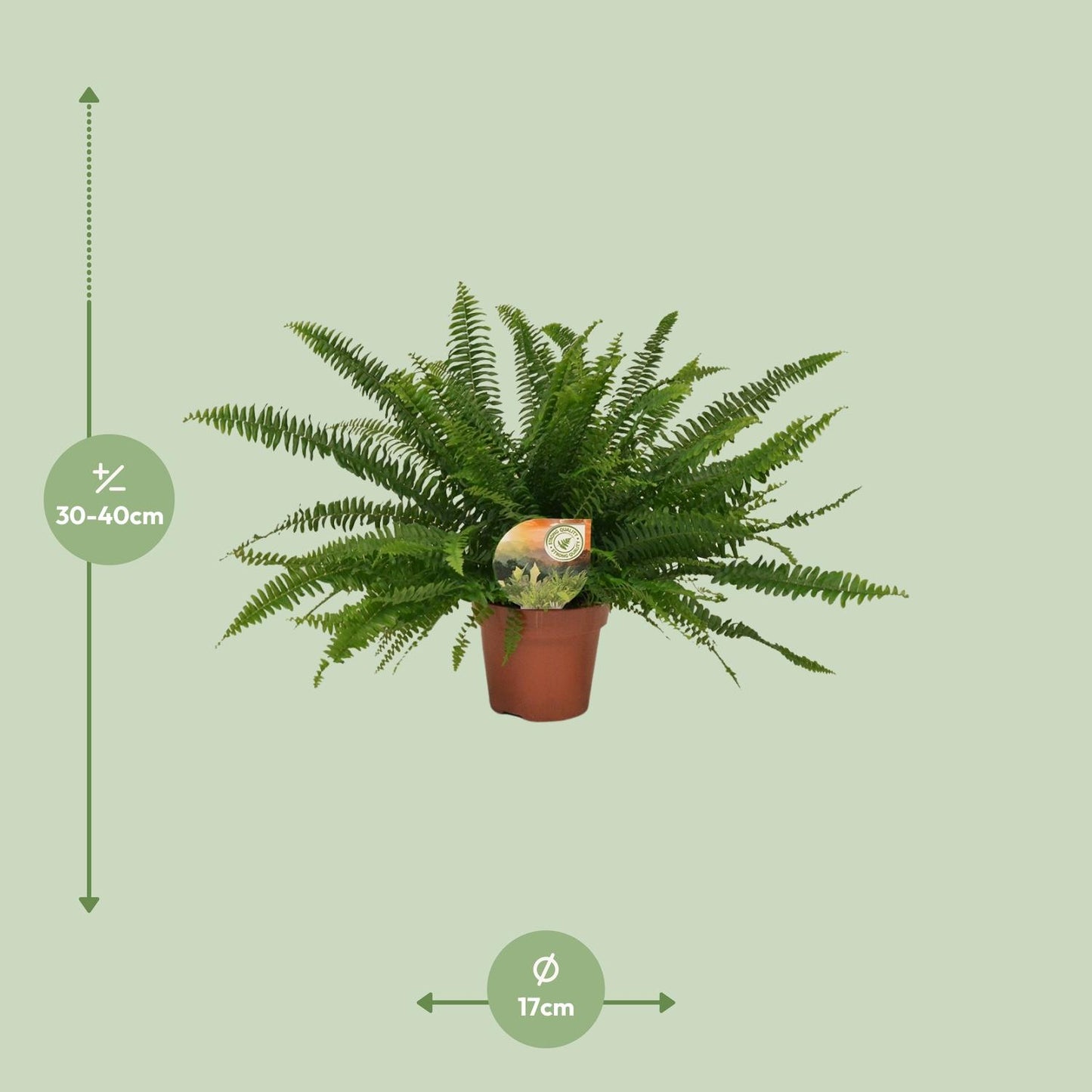 Nephrolepis Green Lady – Pflegeleichter Boston-Farn Ø17 cm