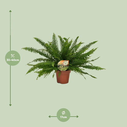 Nephrolepis Green Lady – Pflegeleichter Boston-Farn Ø17 cm