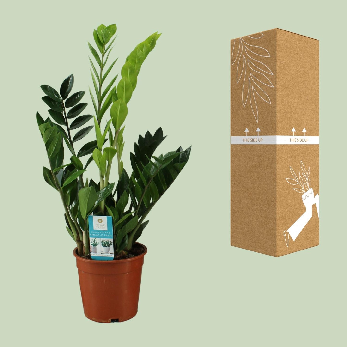 Zamioculcas Zamiifolia – Pflegeleichte Zimmerpflanze Ø17cm