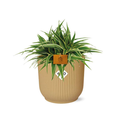 Chlorophytum Ocean 15cm in ELHO Vibes Fold Gelb