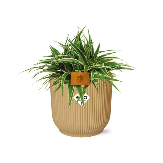 Chlorophytum Ocean 15cm in ELHO Vibes Fold Gelb