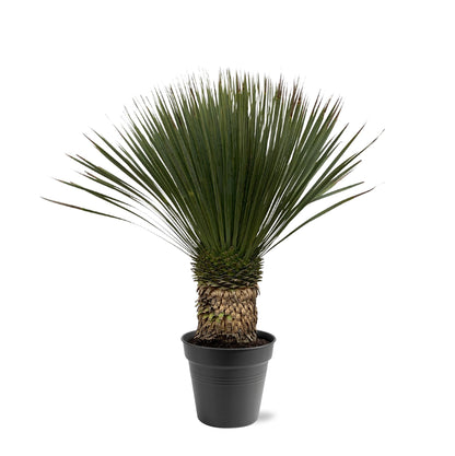 Yucca Rostrata – Robuste und pflegeleichte Zimmerpflanze 80-100 cm