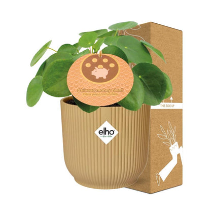 Pilea Peperomioides 12cm im gelben ELHO Vibes Fold Übertopf
