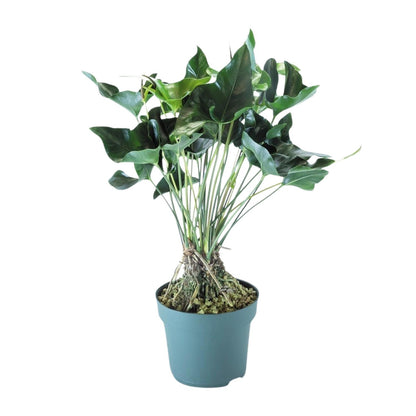 Anthurium Arrow – Pflegeleichte Zimmerpflanze Ø30cm, 80cm hoch