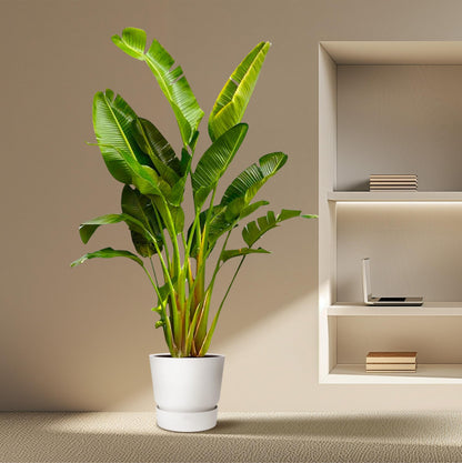 Strelitzia Augusta XXL – Weißer Paradiesvogel 250 cm