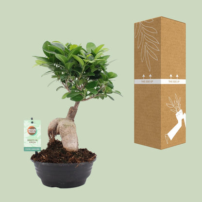 Ficus Ginseng Ø16cm – Pflegeleichte Zimmerpflanze