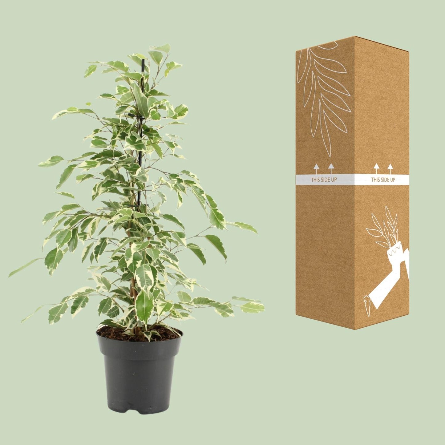 Ficus Benjamina Twilight – Pflegeleichte Zimmerpflanze Ø14cm
