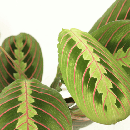 Maranta Fascinator (Gebetspflanze) – 2er Set Ø12cm