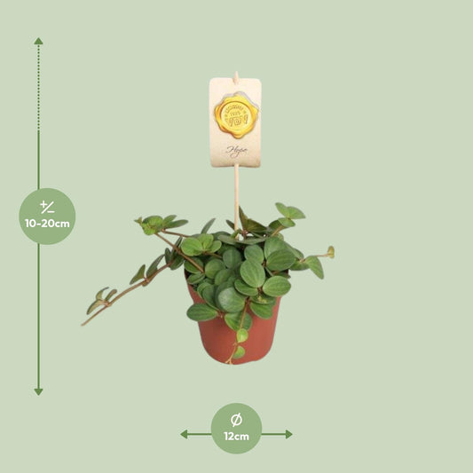Peperomia Hope – Pflegeleichte Zimmerpflanze Ø12cm